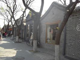 Beijing Hutongs Trees